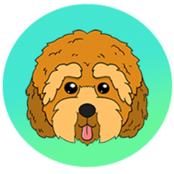 Cockapoo