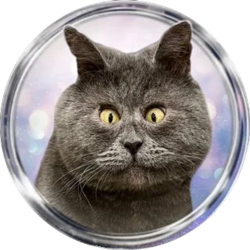 FEDJA CAT