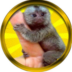 Finger Monkey