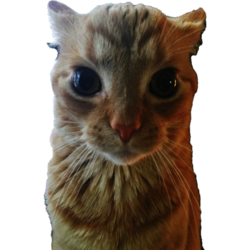 Gakster