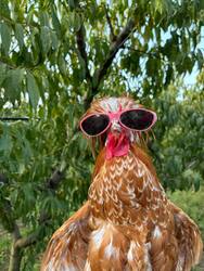 Gallo the Hen