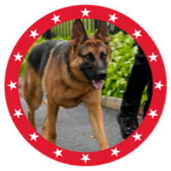 MAGA DOG
