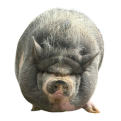 Nikepig