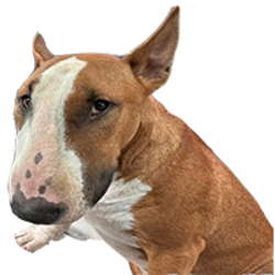 Nose Bud
