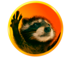 Pedro the Raccoon