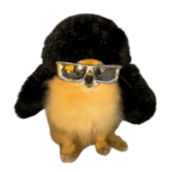 pomkori