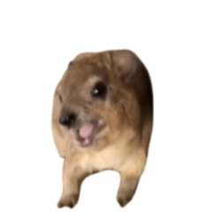 Screaming Hyrax