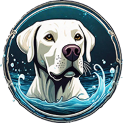 Splash Dog