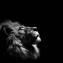 lion1