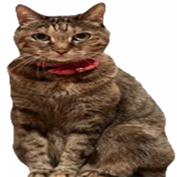 Tsutsuji Doge's Sister