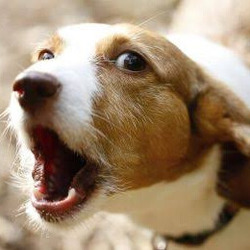 WOOF
