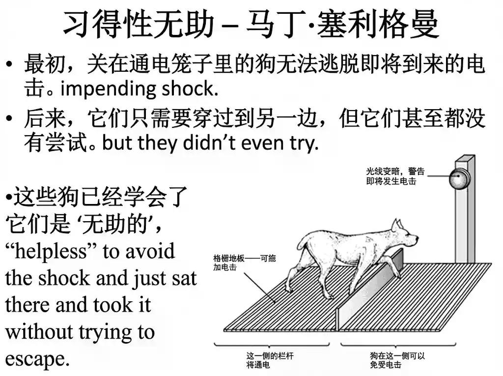 在未来的几十年,什么可以成为你最重要的技能?