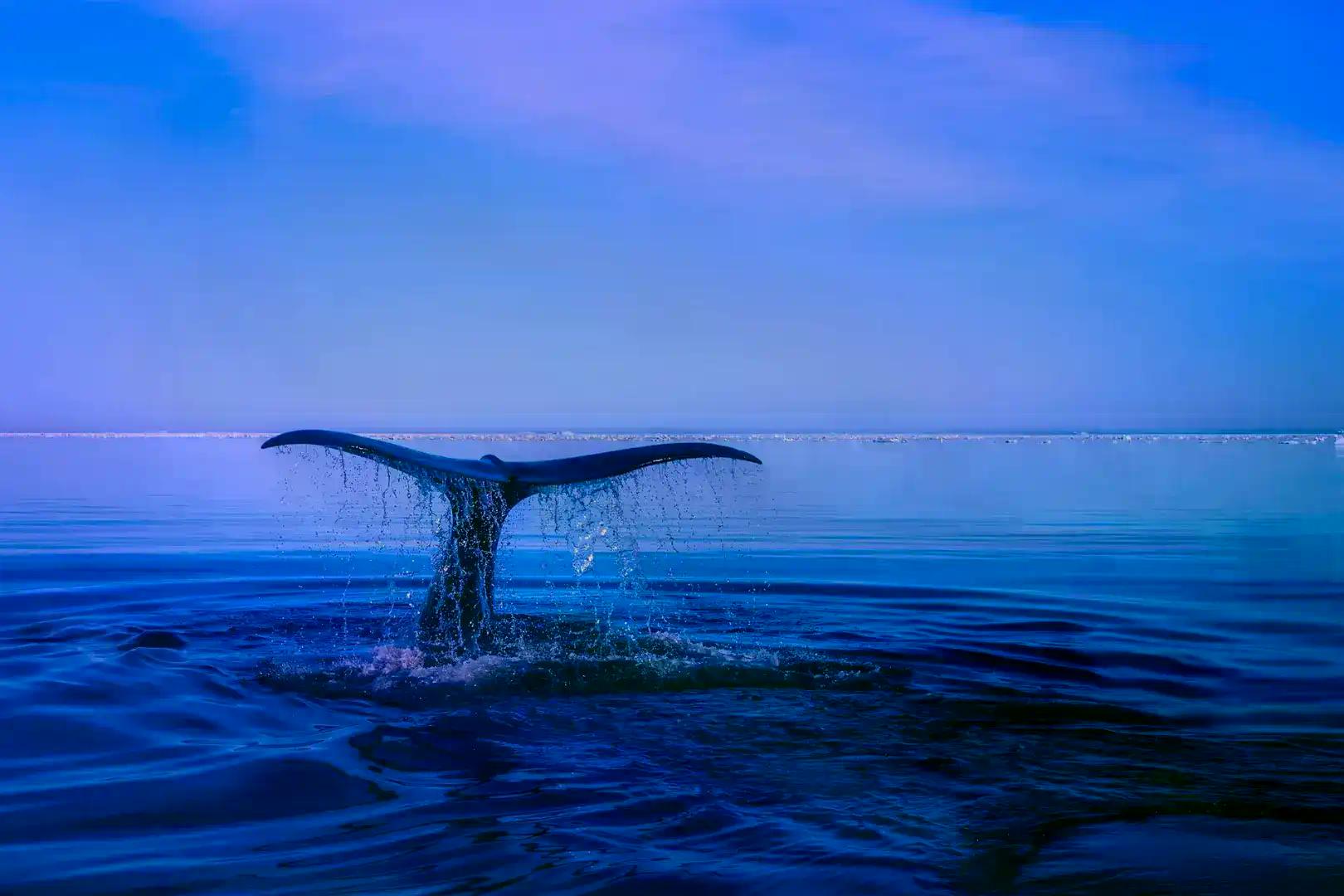 新聞專區-Info Finance 雏形：预测市场如何从「下注未来」，进化为「影响未来」？