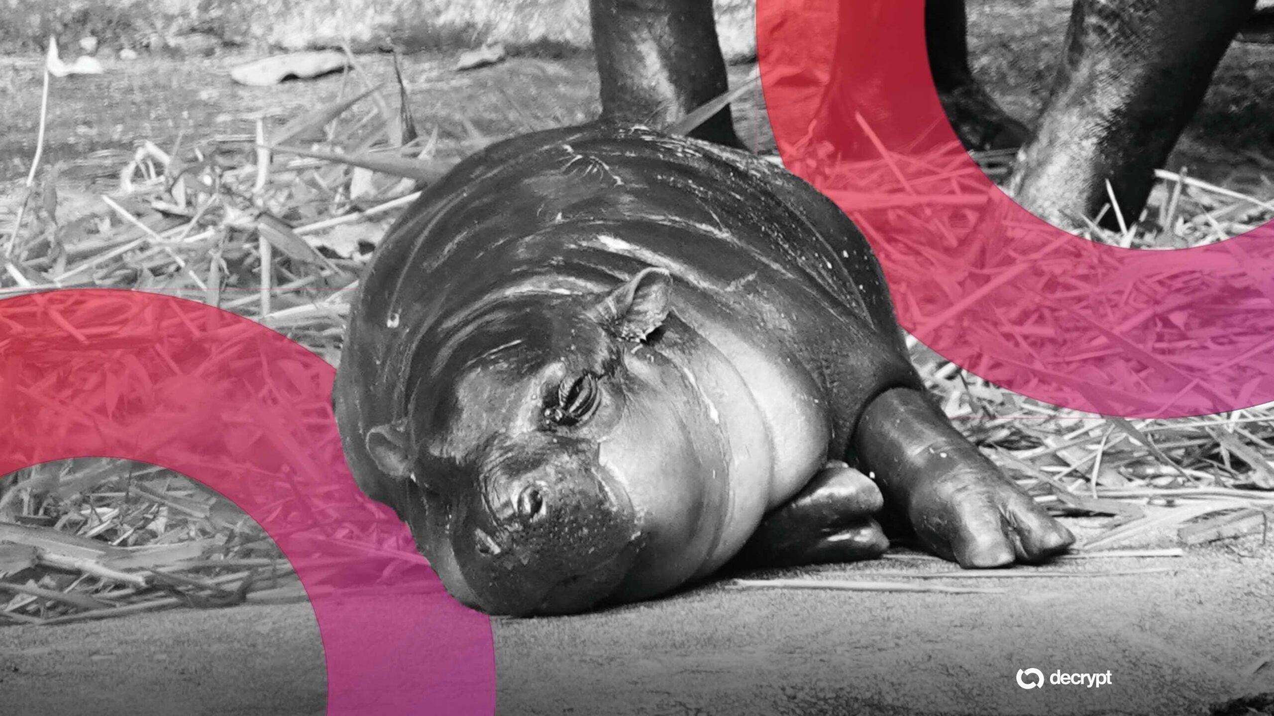 News-Bereich-Moo Deng Meme Coin steigt nach Geldstrafe für Mann, der virales Zwergflusspferdbau betrat