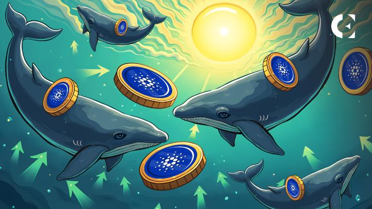 What Do Whales Know? 200 Million ADA Bought in 48 Hours, On the Dip